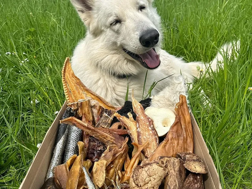 Good dog enjoying food